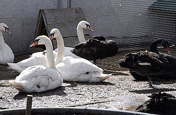Swans lifespan