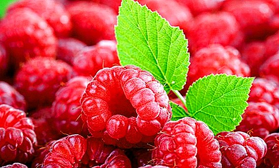 ການປ້ອງກັນ, ວິທີການແລະວິທີການຂອງ raspberry ສັດຕູພືດ