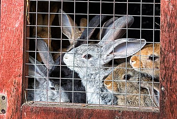 Industrial rabbit kiwo cages