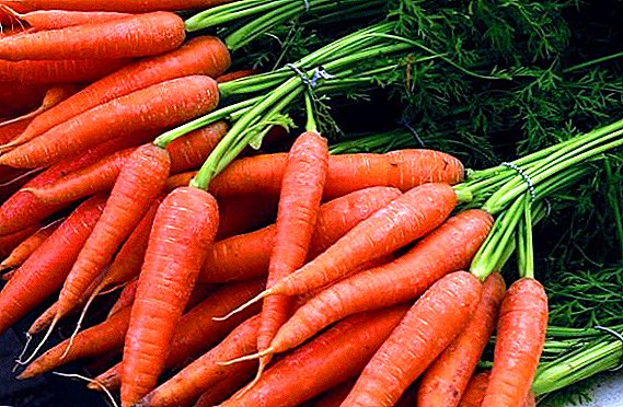 Докажани методи за контрола на болестите на морковот