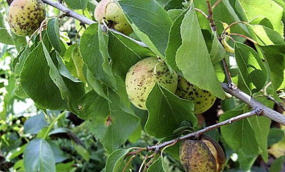 ပိုးမွှား apricot ထိန်းချုပ်ဖို့သက်သေပြနည်းလမ်းများ