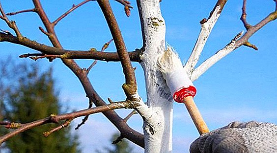 Գարնանը սպիտակեցնելու ենք խնձորի ծառ