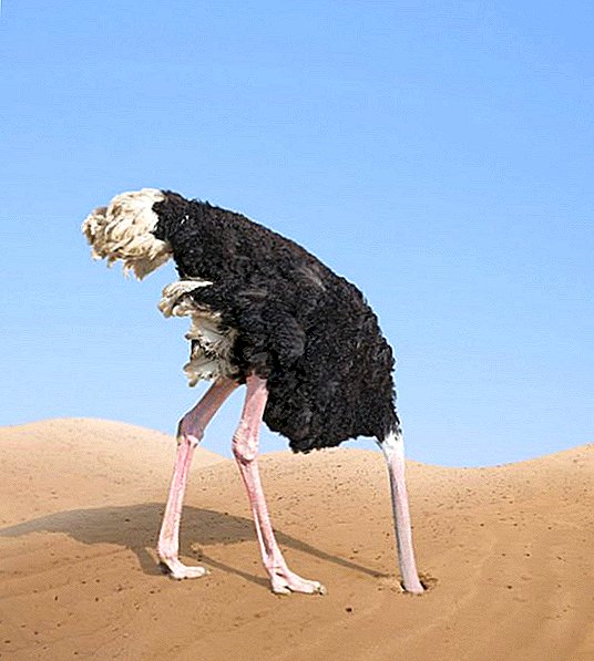 ნუ ostriches დამალვა მათი ხელმძღვანელები ქვიშის?