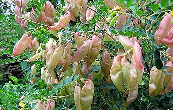 Arbuscula plantabant in horto cura Colutea