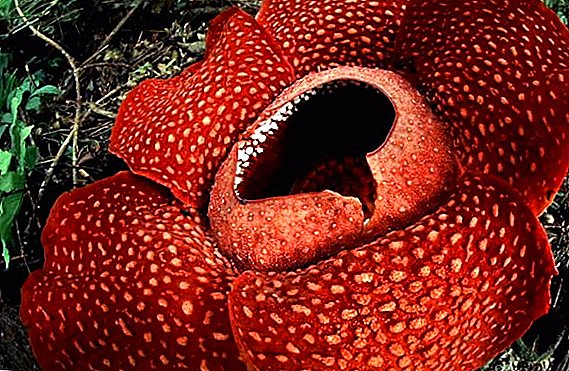 Bláth Rafflesia: aithne a chur ar an bláth is mó