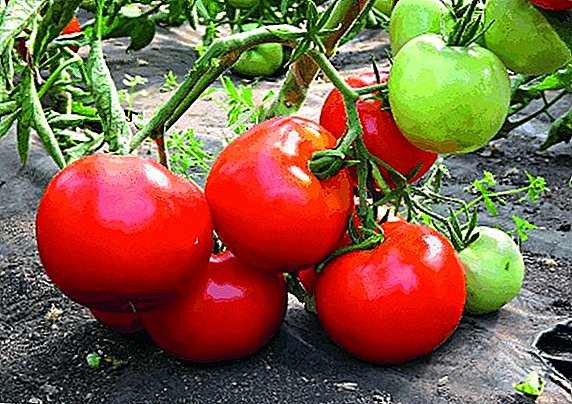 Fréier Variatioun vun Tomaten Big Mommy