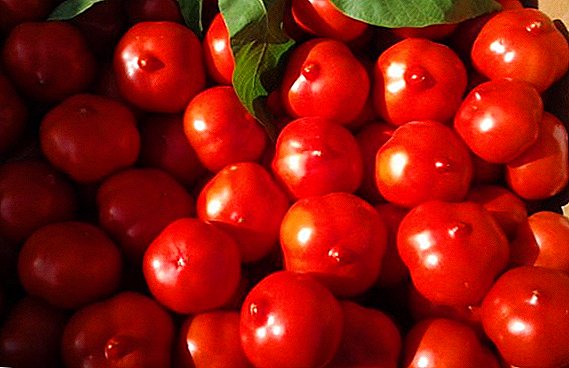Frua matureco kaj alta rendimento: tomatoj vario "Primadonna"