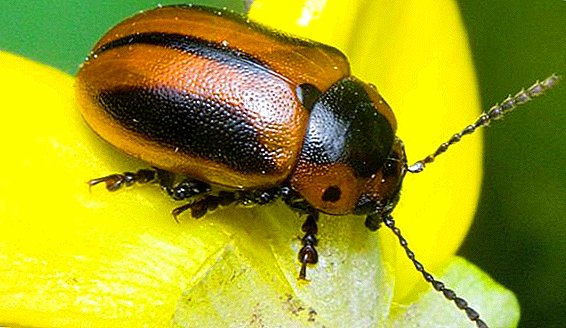 Raptu folium beetle, pestis imperium