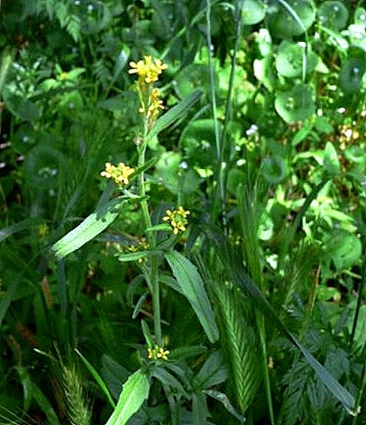 Plant goler (Medicinal) (Latin lub npe Sisymbrium officinale): kev piav qhia ntawm tshuaj ntsuab