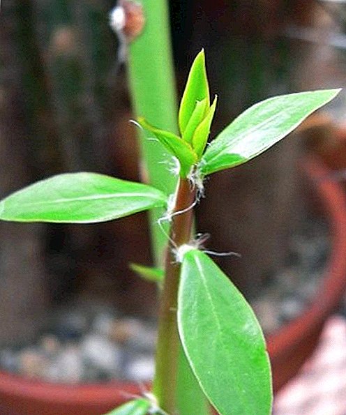 Pereskiya ургамал: навчны кактусын өвөрмөц тусламж