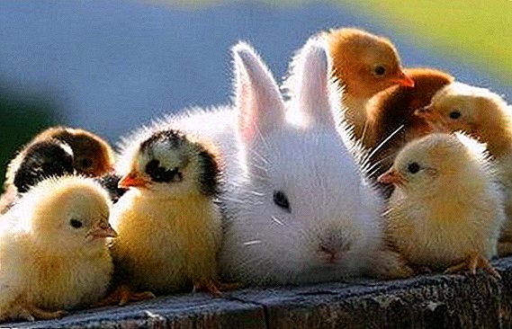 Ние разбираме дали е можно да се задржи кокошки и зајаци заедно