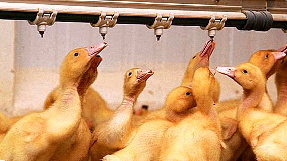 Bare të ndryshme të pijshëm për ducklings me duart e tyre