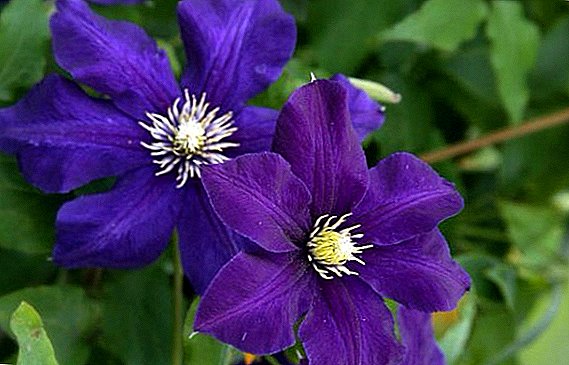 Reproduction of method of clematis method