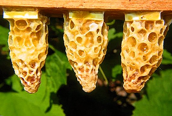 Одгледување пчели со слоеви