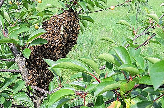 मधमाशी कॉलनी प्रजनन: नैसर्गिक मार्ग