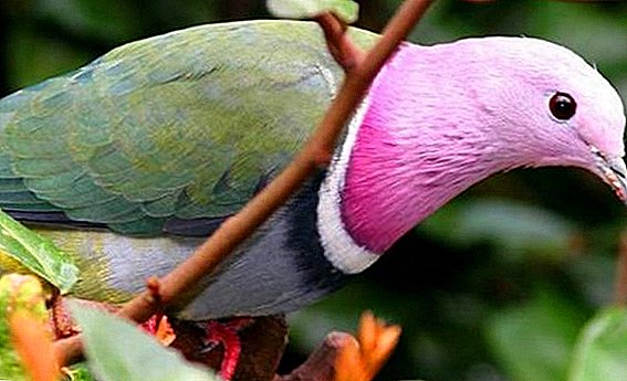 Pëllumba me shumë ngjyra: përshkrimi i llojeve dhe habitateve