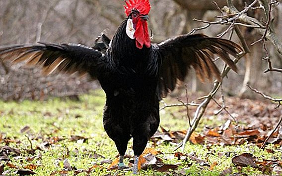 مرغ کے لئے مختلف قسم کے ناموں اور اسے کیوں ایک مرغ قرار دیا گیا تھا