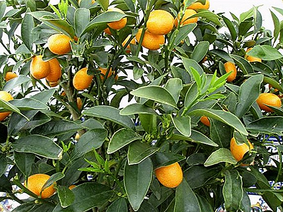 گونه Kumquat و شرح آنها