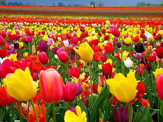 ប្រភេទនៃ tulips, ក្រុមនិងថ្នាក់នៃផ្កា