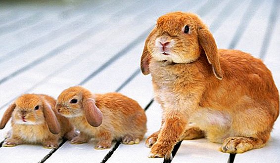 Izuzuzu rabbits dika ahia