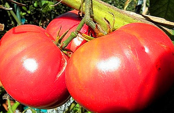 Нағыз алыптар: қызғылт гигант томаттар