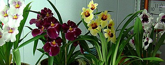 Miltonia reviviĝo: kion fari se la orkideo perdis siajn radikojn