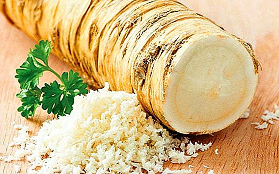 Recipes harvesting horseradish rau lub caij ntuj no