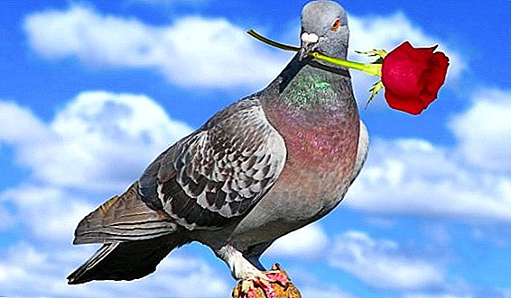 Dabarar da aka ba da shawara ga pigeons daga cututtuka daban-daban