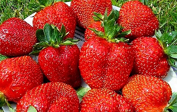 स्ट्रॉबेरीची पुनर्बांधणी "फ्रॅस्को": बागेत एक हायब्रिड कसे वाढवायचे
