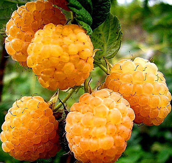Remontnaya Orange Miracle Framboos: kenmerkende, verbouing agrotechnics, snoei