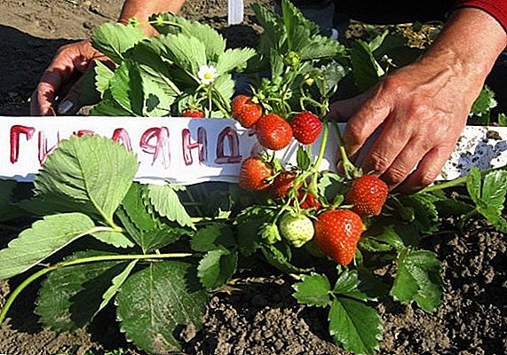 Rebuilding garden strawberries "Garland": ihe bụ, esi akụ na-elekọta