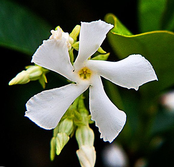 Jasmine Genus, nkọwa nke ụdị ndị ezinụlọ na-ewu ewu bụ Maslinovye