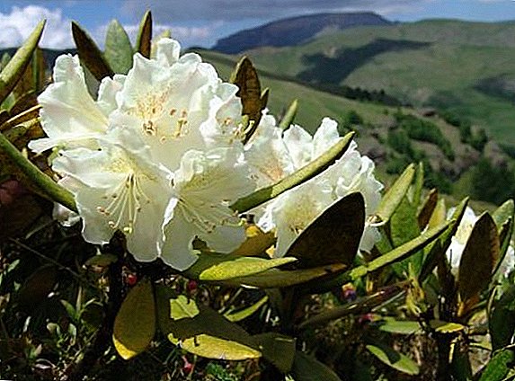 Adams rhododendron: ohun elo, abojuto ni ile, awọn ohun elo ti o wulo