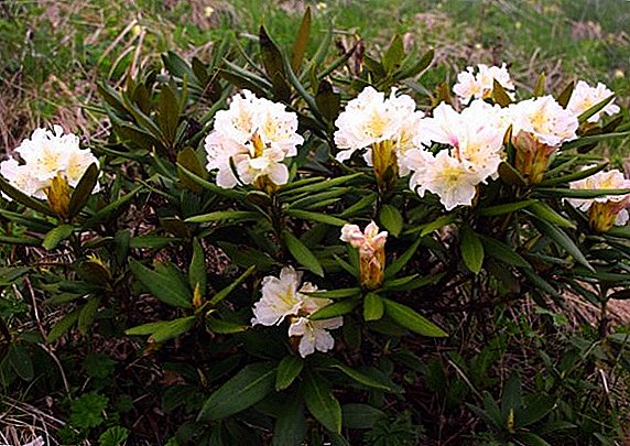Rhododendron ya Caucasus: mali muhimu na utetezi, matumizi ya dawa za jadi