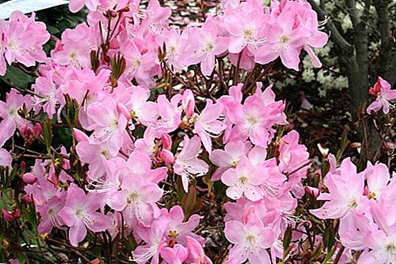 I-Rhododendron Schlippenbach: izihlahla ezikhulayo ezikhulayo, zilungiselela ubusika