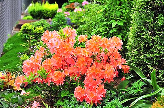 জাপানি rhododendron: বর্ণনা, চাষ, জনপ্রিয় জাতের
