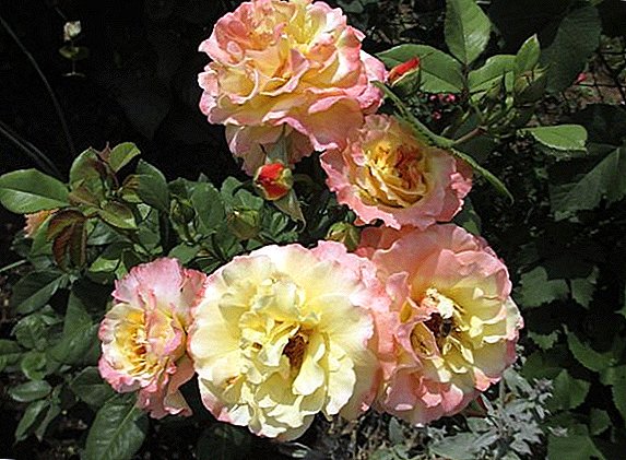 Rose "Watercolor": yam ntxwv thiab varietal txawv