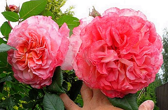 Rose "Augustus Louise" (Augusta Luise): varietal piav qhia thiab cov cai ntawm cultivation