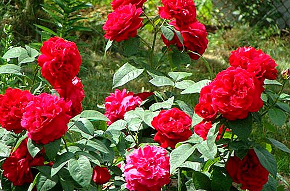 Rose "Benjamin Britten": tiparet e kultivimit