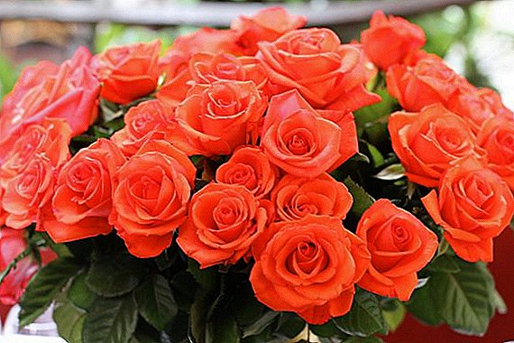 Ruža: oblik, boja i aroma