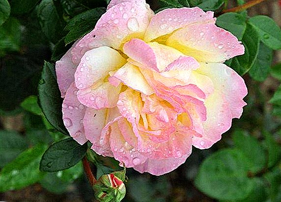 Rose Gloria Day: beskrywing en eienskappe van die verskeidenheid