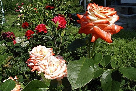 Rose "Empress Farah": piav qhia ntawm ntau yam, tshwj xeeb tshaj yog lub cultivation thiab cog
