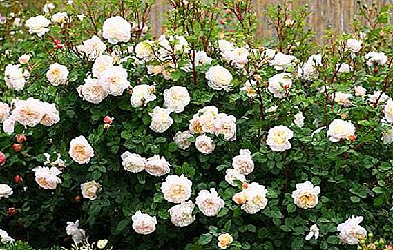 Роза "Крокус Роуз": историја на разновидноста, одгледување и грижа