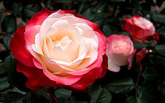Роза "Носталгија": карактеристики и варијабилни разлики