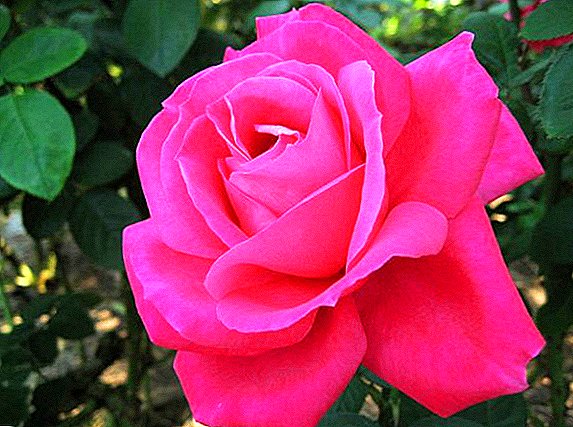 Rose: loreen erregina deskribapena eta historia