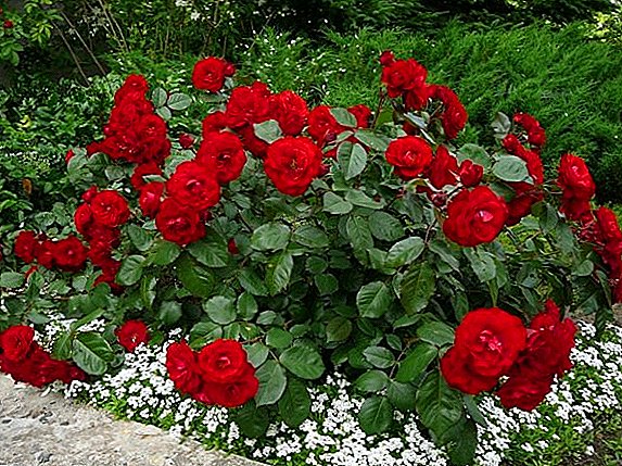 Roses "Niccolo Paganini": glanio a gofal