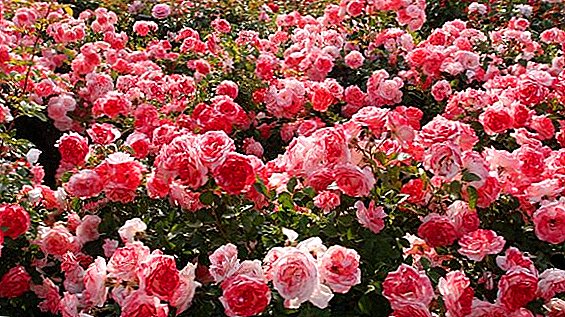 Վարդեր այգում. Տնկման, ծաղկման եւ ծաղկման կանոններ