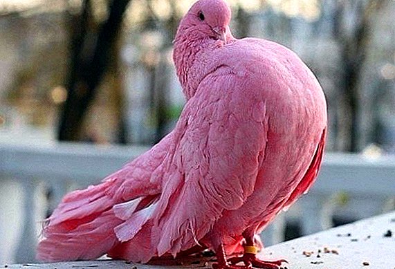 Pink Dove: waxa ay u eg tahay, meesha uu ku nool yahay, waxa ay cunaan