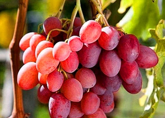 Pienk druiwe: beskrywings van populêre variëteite, wenke oor versorging en plant