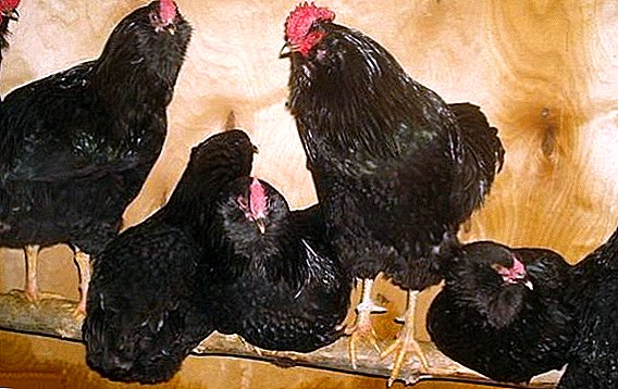 Barbudo negro (ruso): carne e ovos de galiñas